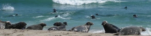 Grey seals